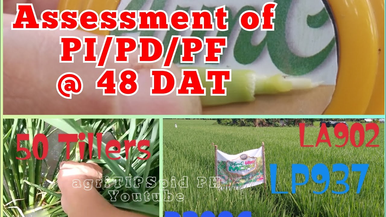 45-51 Tillers @ 48DAT Assessment of Panicle Initiation, Panicle Differentiation, Panicle