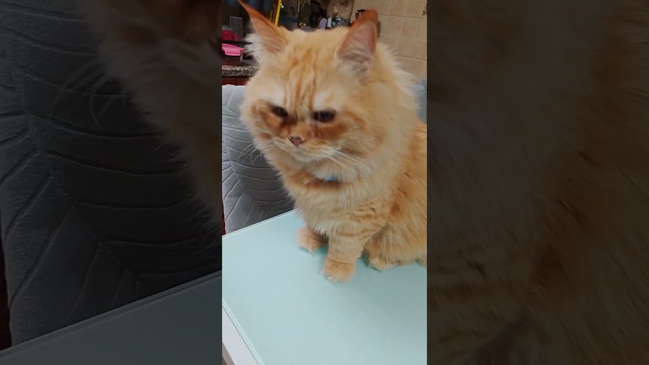Kailangan laging malinis ang iinumin ng mga alagang pusa Lola's vlog 🤗