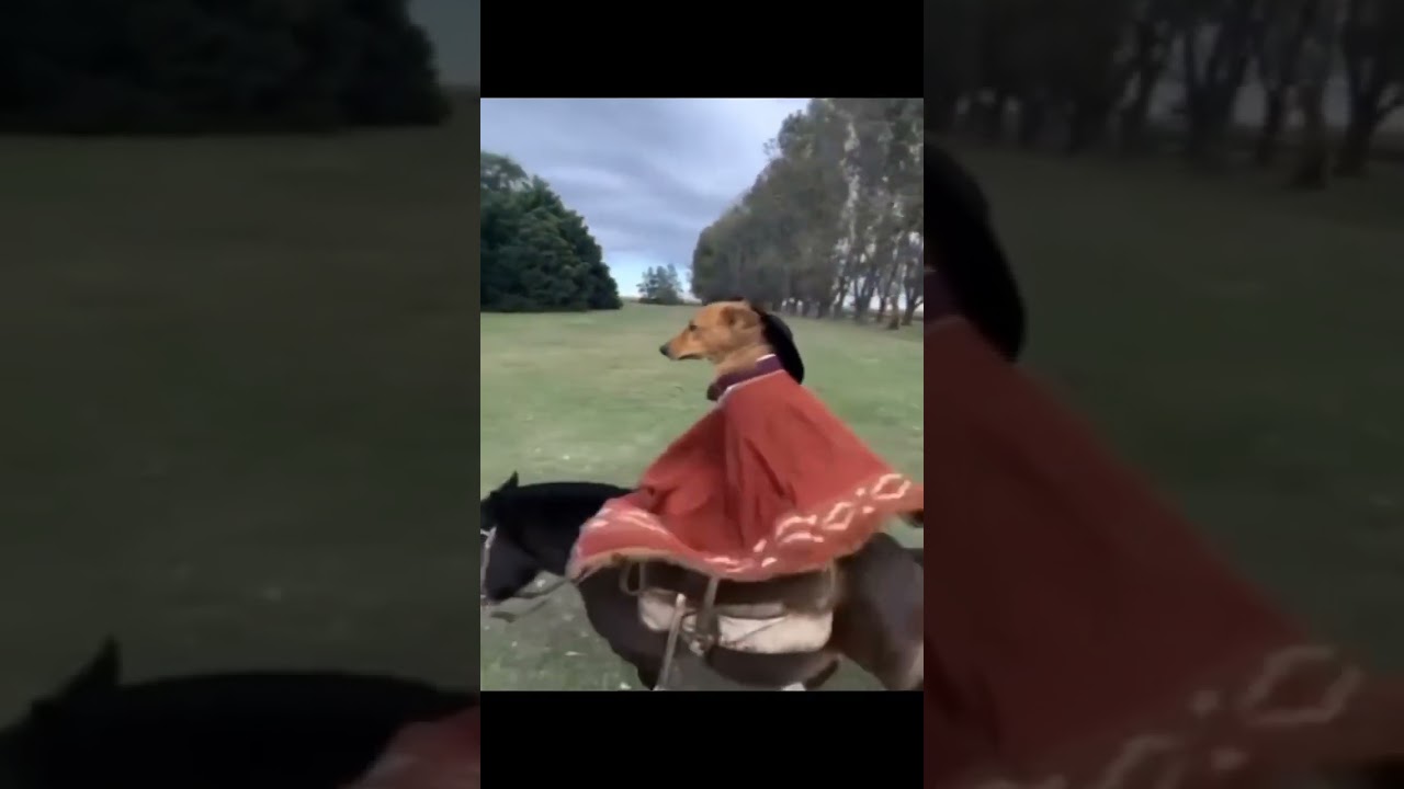 Donkey and dog walking meme template