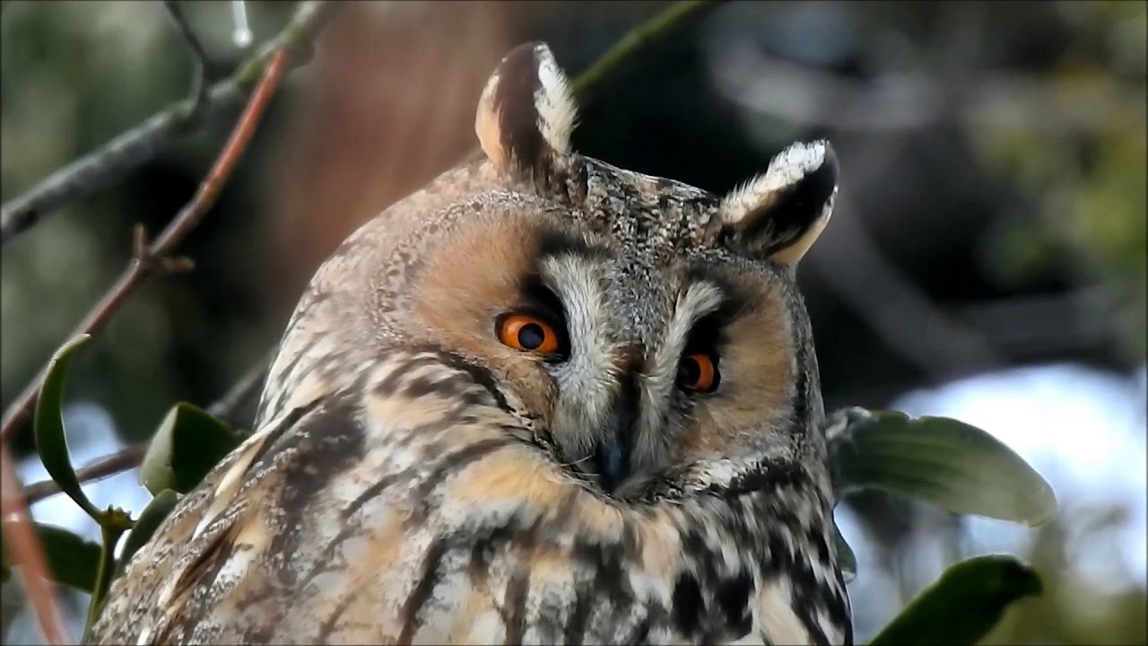 Uszatka zwyczajna, sowa uszata, uszatka (Asio otus) /long-eared owl/