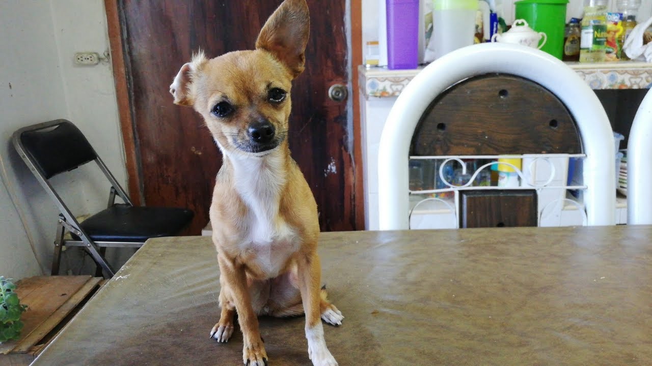 ¿Por qué se le caí una oreja a mi perro chihuahua? | @AmigoChihuahua