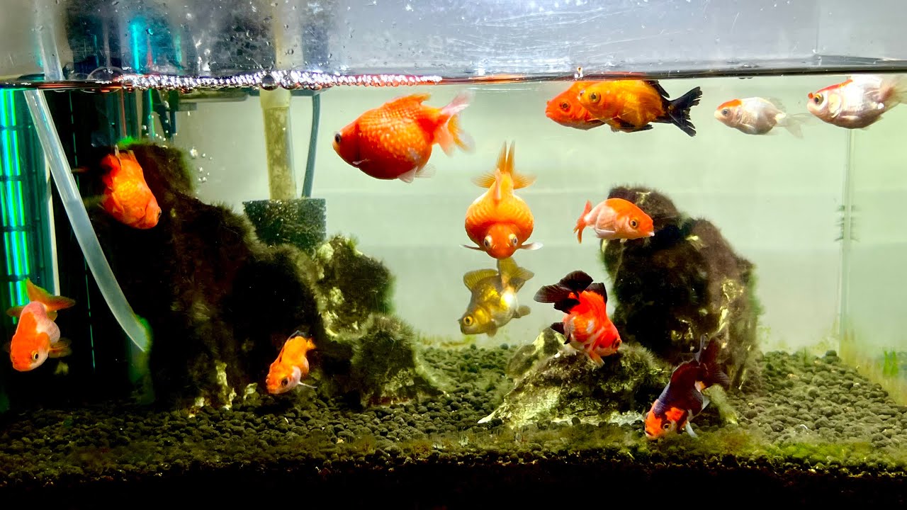 Cá Vàng Oranda, Lan Thọ (Ranchu), Ping Pong, Nhất Điểm Hồng Tí Hon (Mini)