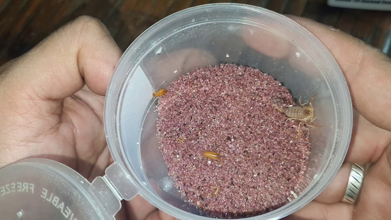 My Parthenogenetic Scorpion Collection