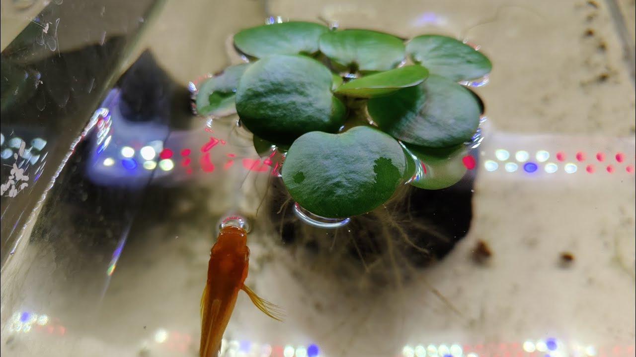 🐟 Top 3 . Las mejores plantas para acuarios que jamas deben faltar