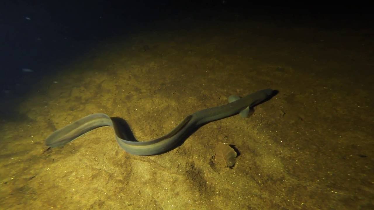 Loch Ness diving – October 2016