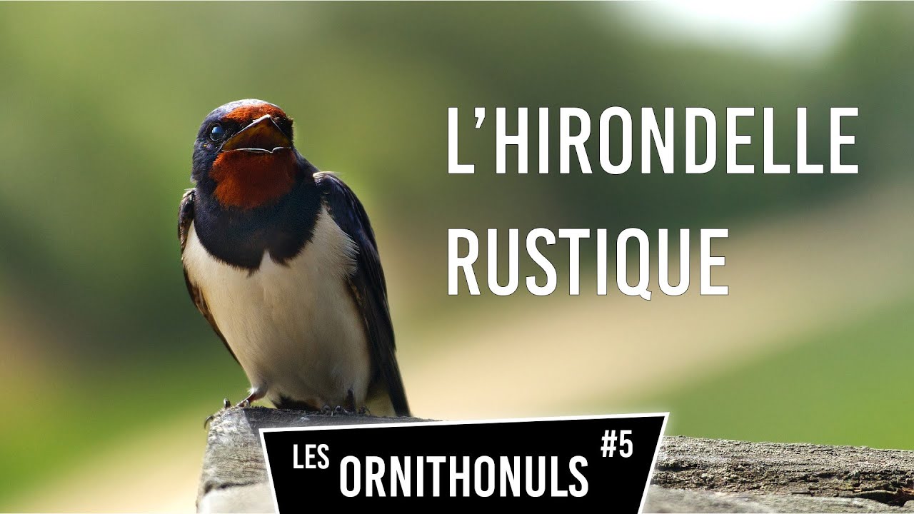 L'HIRONDELLE RUSTIQUE - LES ORNITHONULS #5