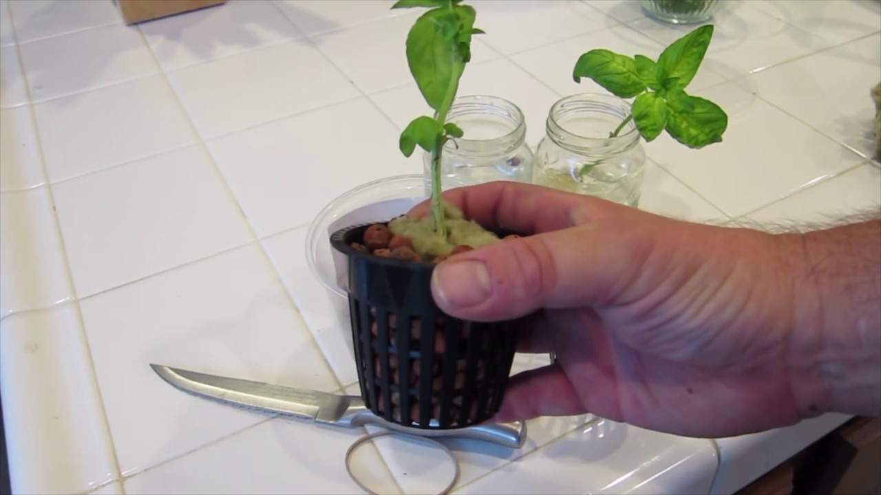 Grow Infinite Basil Plants for using Hydroponics or the Kratky Method