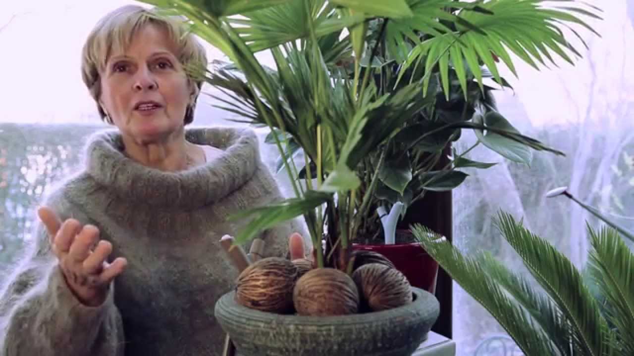 ESSAI PRATIQUE DE JARDINAGE CONNECT&Eacute; AVEC LA SONDE &Eacute;LECTRONIQUE FLOWER POWER