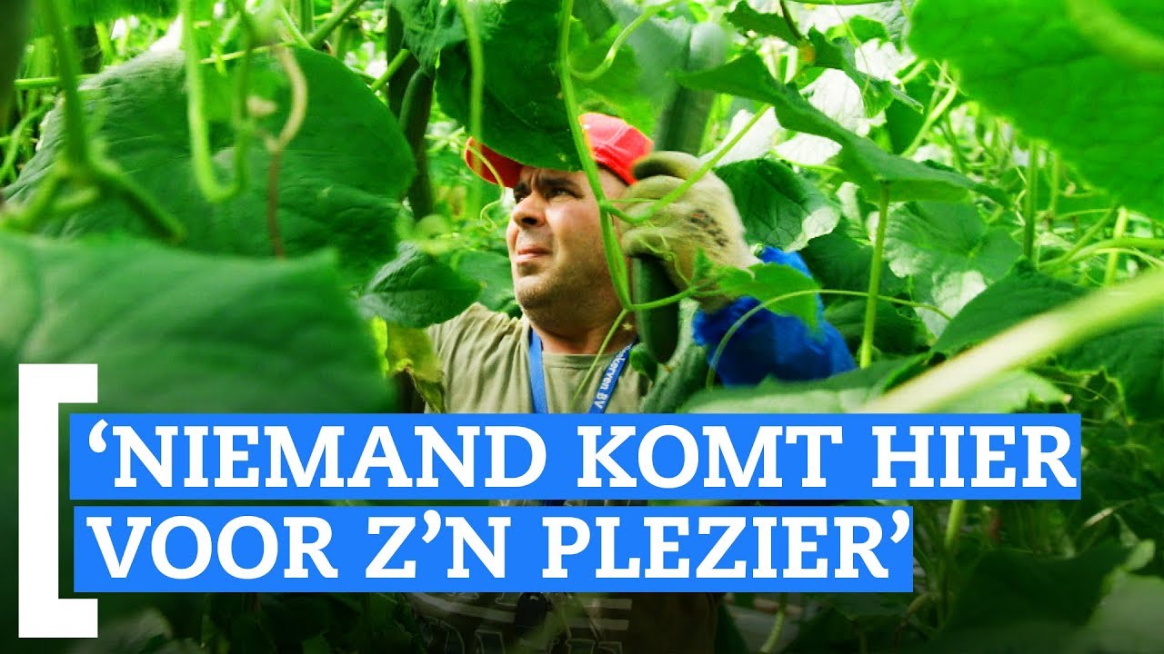 Wat vinden arbeidsmigranten van Nederland?