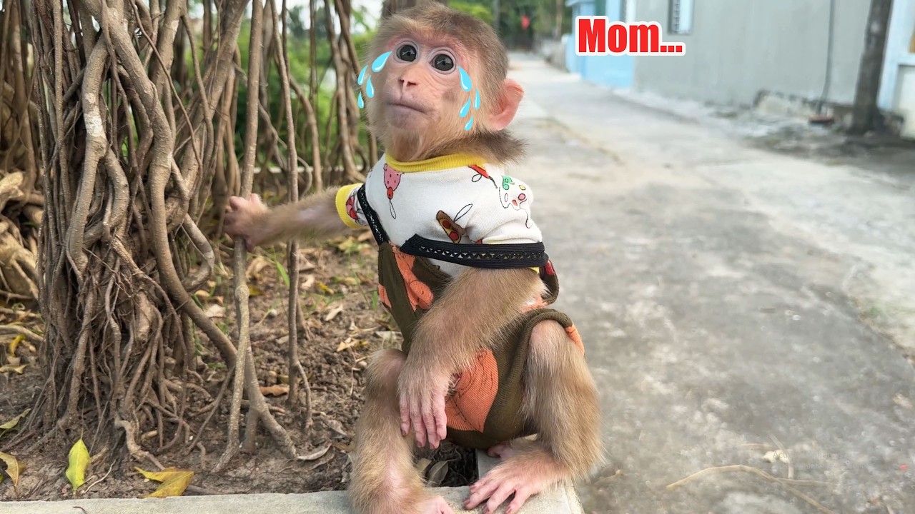 Baby Monkey David sadly sits waiting for Mom to come home from the market