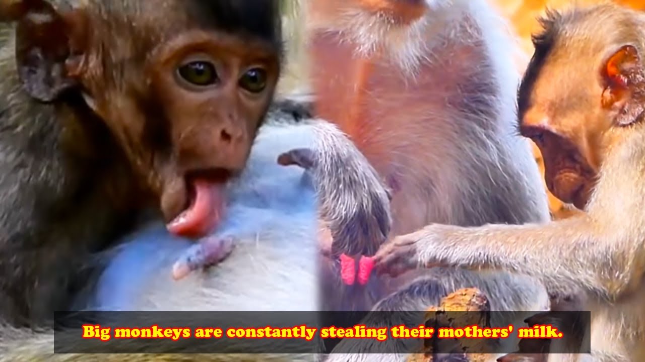 After failing to steal the milk, the big monkey became angry.