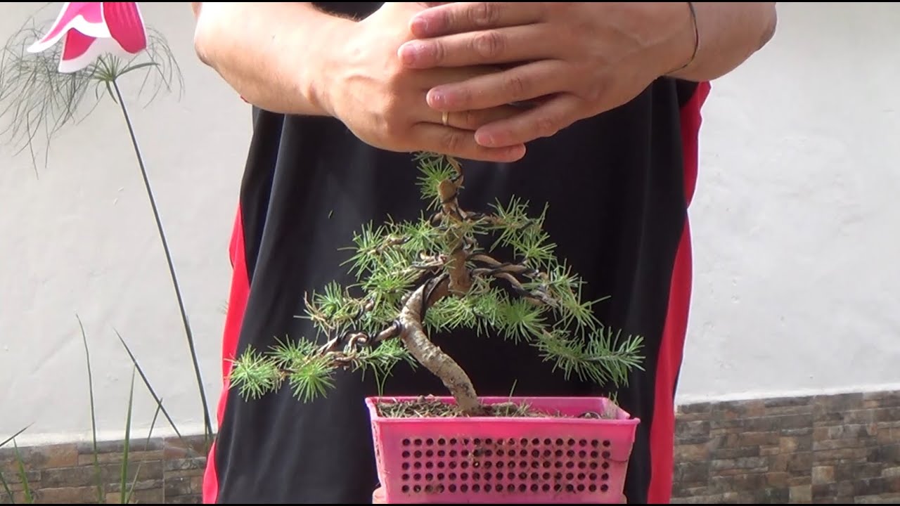 Bonsai Zero Pino - Empieza a parecer un bonsai - Septiembre 2016