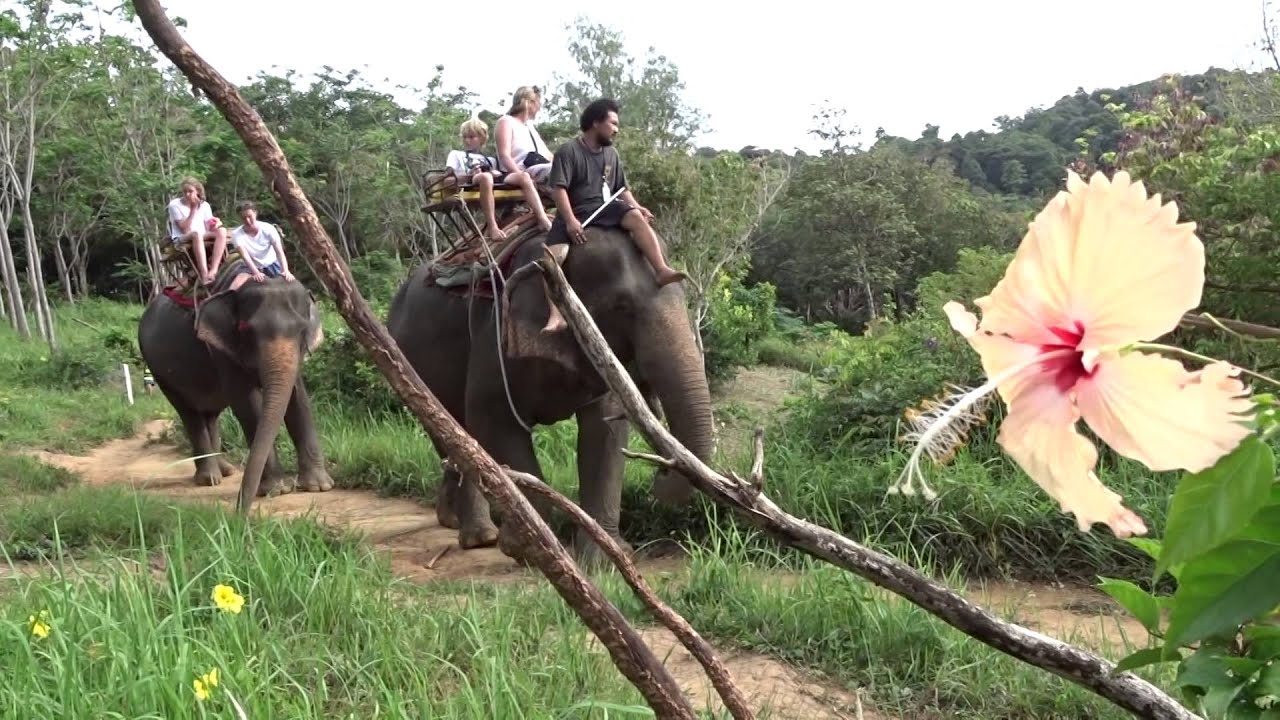 Thaiföld elefánt túra Phuketen