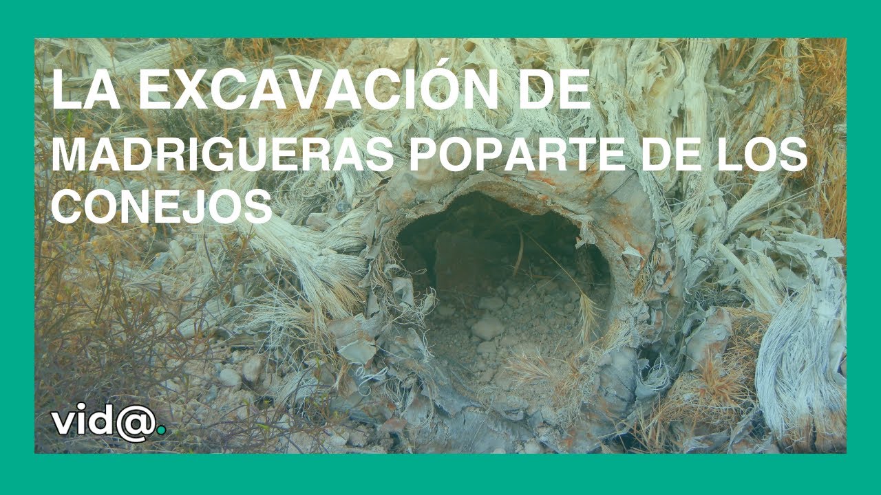 La excavaci&oacute;n de madrigueras poparte de los conejos