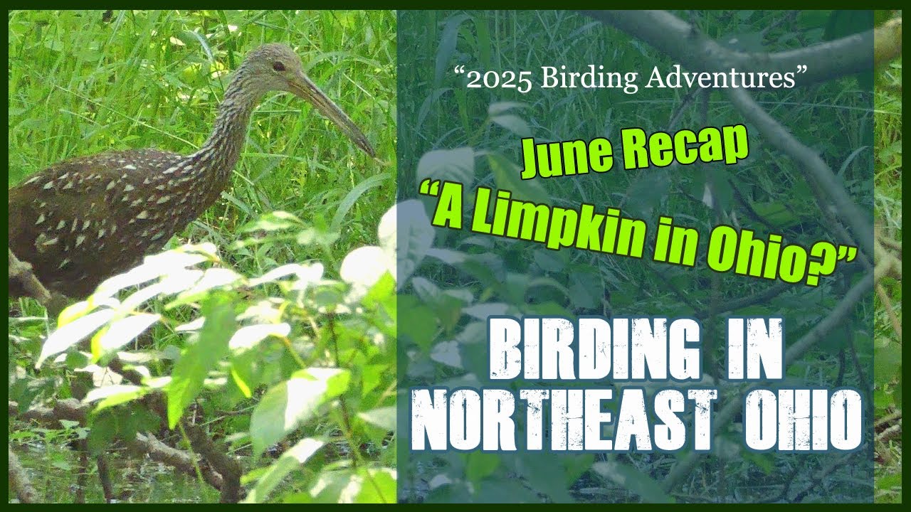 2025 Birding Adventures -- A Limpkin in Ohio? - June Birding  in Northeast Ohio