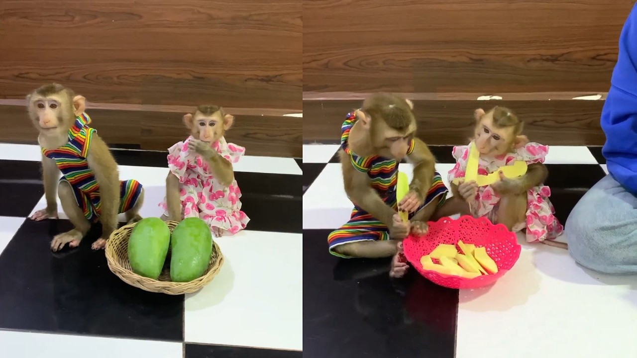 The Ultimate Monkey Feast: Oranges, Mangoes & Bottle Feeding! 🐒🍼🥭