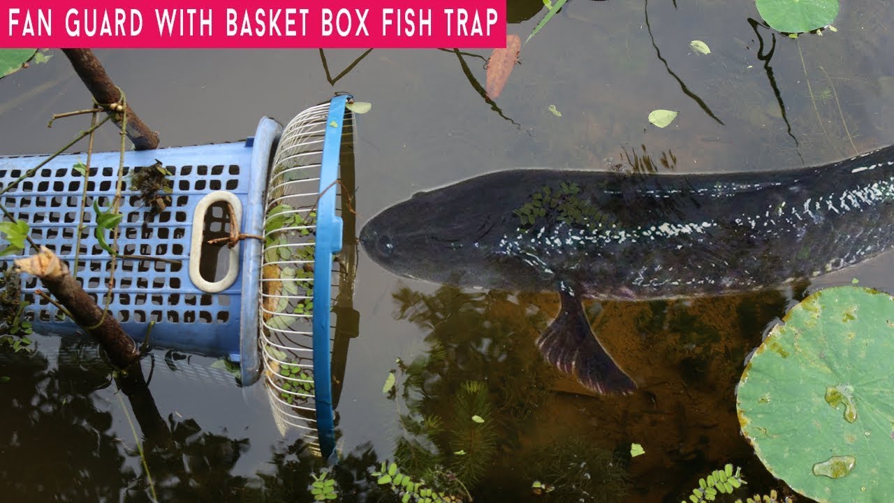 Catch Fish Using Fan Guard With Basket Box Fish Trap Fish in Cambodia 😍😍😍😍