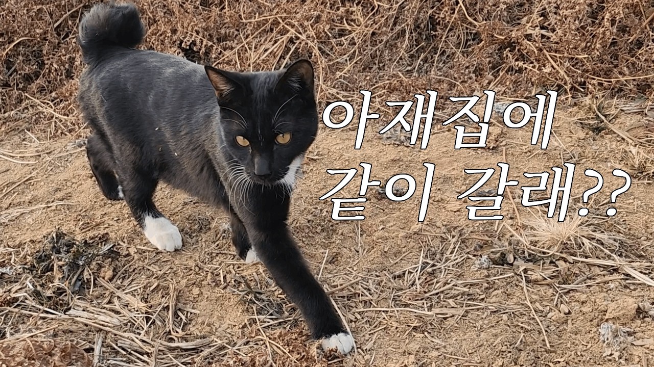 아직 새끼냥이지만 집을 잘 찾아오는 똑띠 까망이