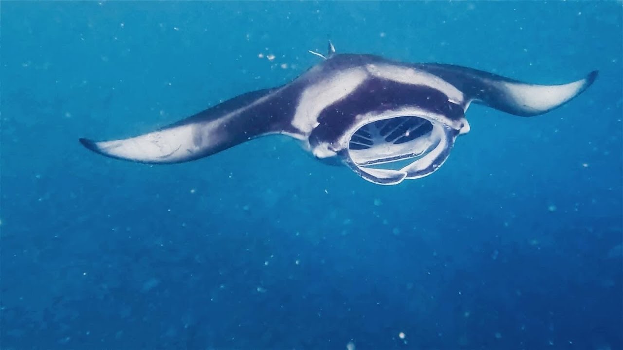 Hanifaru Bay - Manta Ray experience - 30+ Mantas!! - Maldives