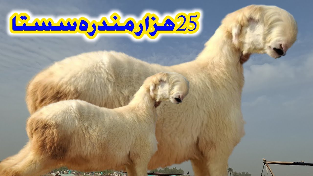 ڈیرہ غازی خان کی ہفتہ وار مندرہ منڈی میں فی مندرہ 25 ہزار سستا خریدے ویلیج گوٹ فارم (2026۔03۔14)