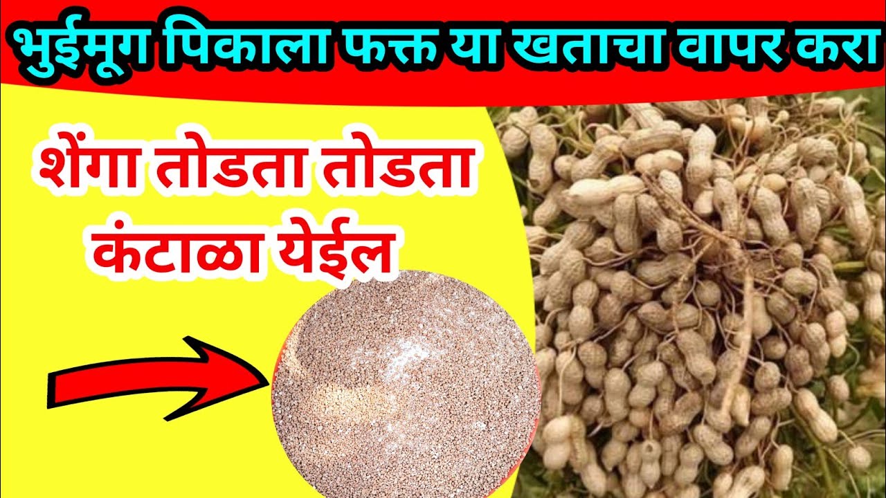 भुईमूग पिकाला या खतांचा वापर करा विक्रमी उत्पादन निघेल.