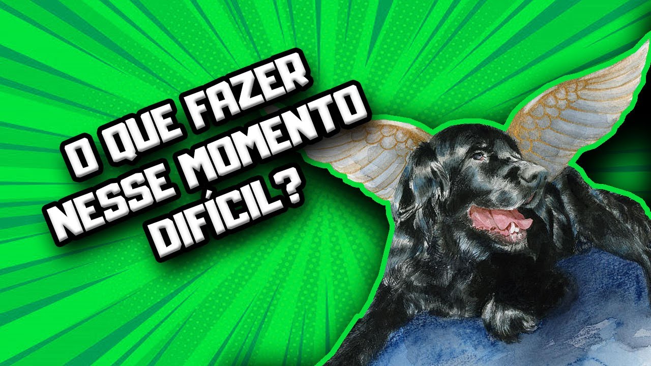 Como lidar com a perda de um pet | Dr Edgard Gomes
