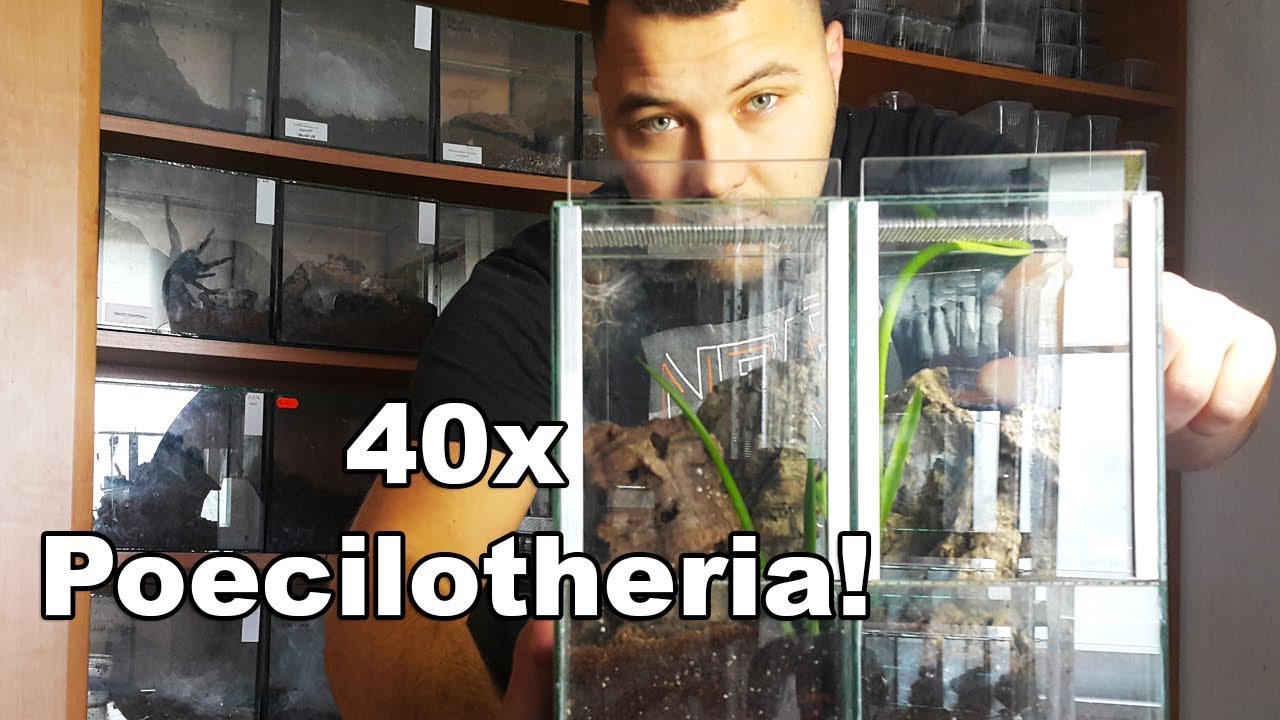 40x Poecilotheria! Terrarium dla grup P.metallica i P.rufilata - spidersonline.pl