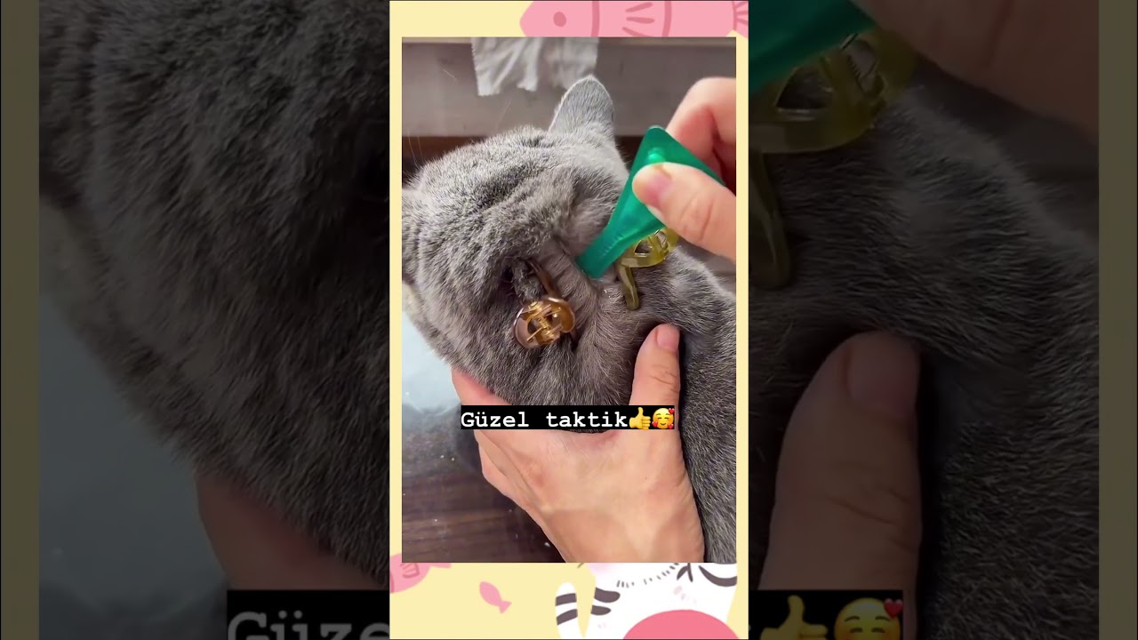 Dış parazit Ense damlası Nasıl Yapılır #shortvideo