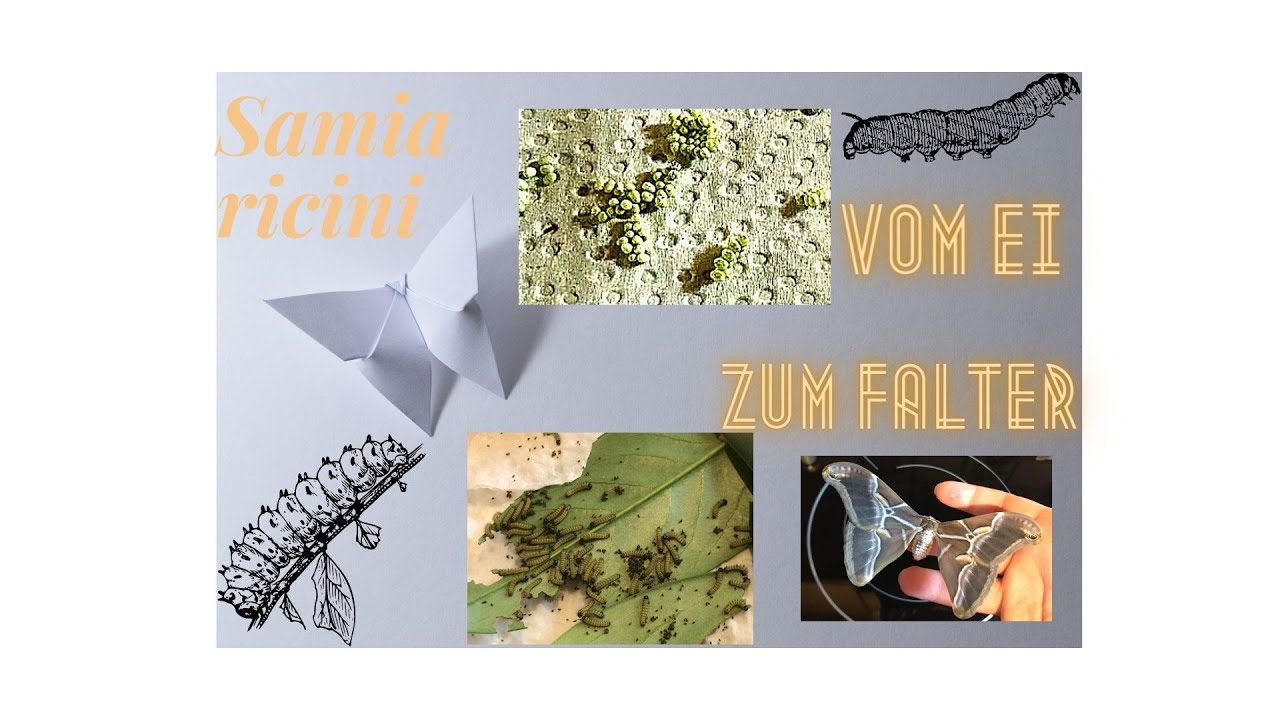 Samia ricini (G&ouml;tterbaumspinner) - Vom Ei zum Falter Zuchtbericht