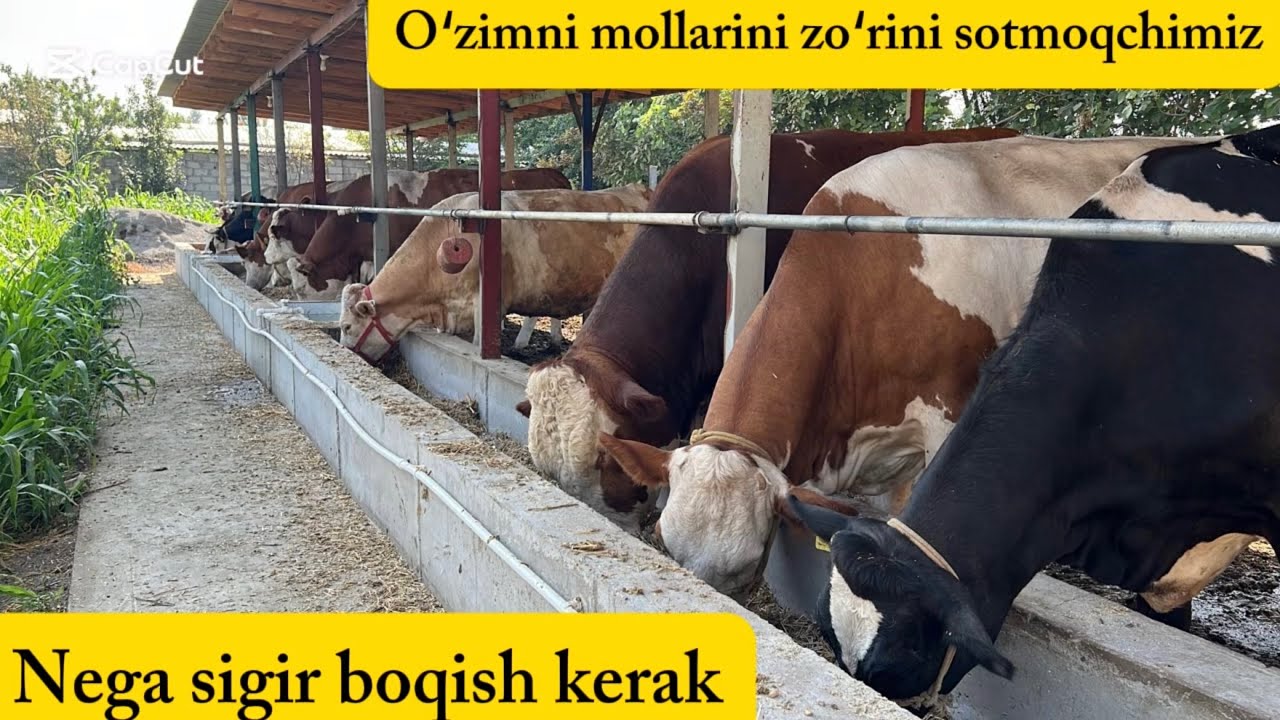 Sigir boqsa foyda zõrmi yoki Buqa boqsa kõring 23.07.2025yil