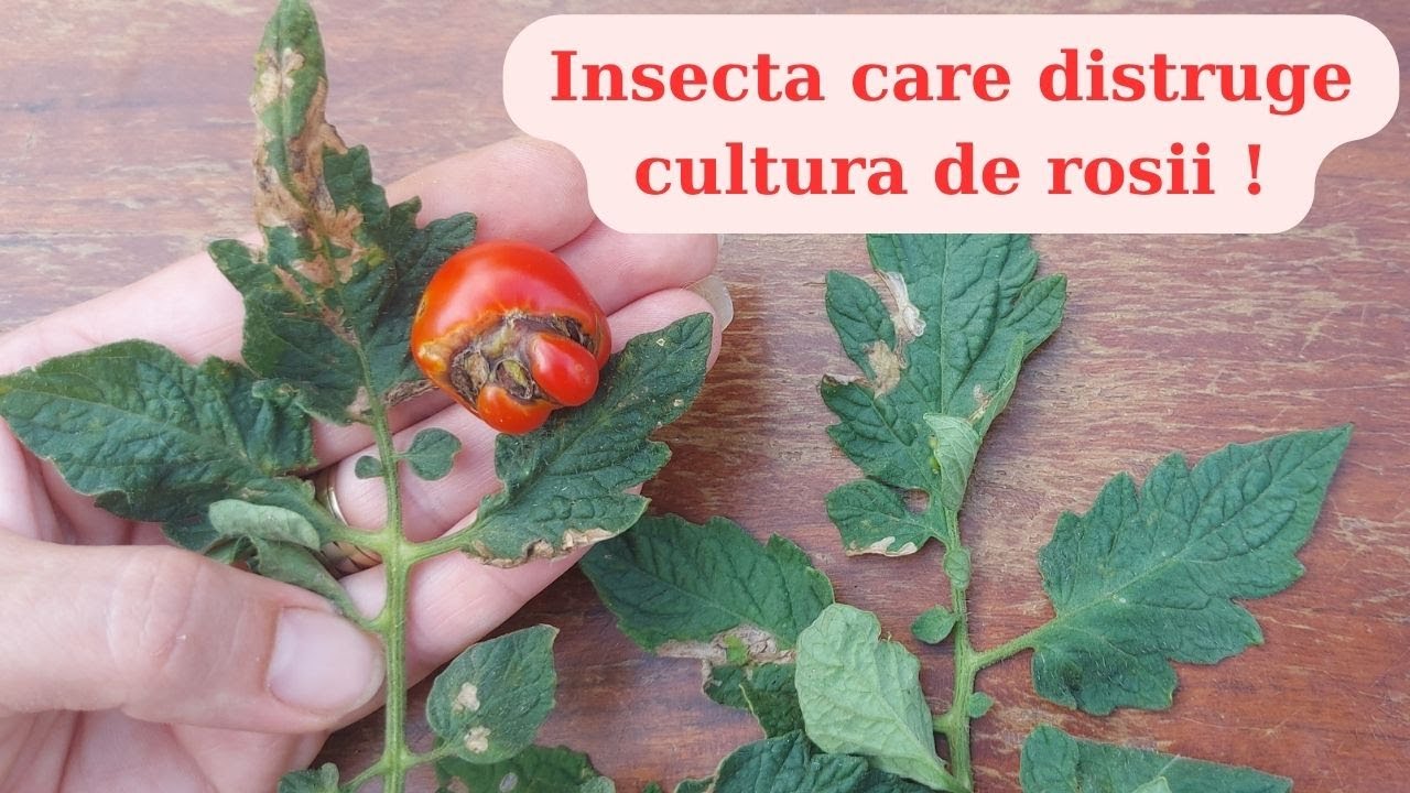 Tuta absoluta lub ćma pomidorowa - Metody kontroli i zwalczania