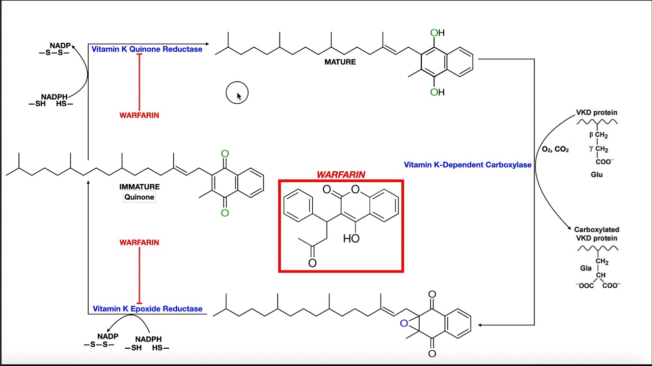 All About Warfarin | Mechanism of Action