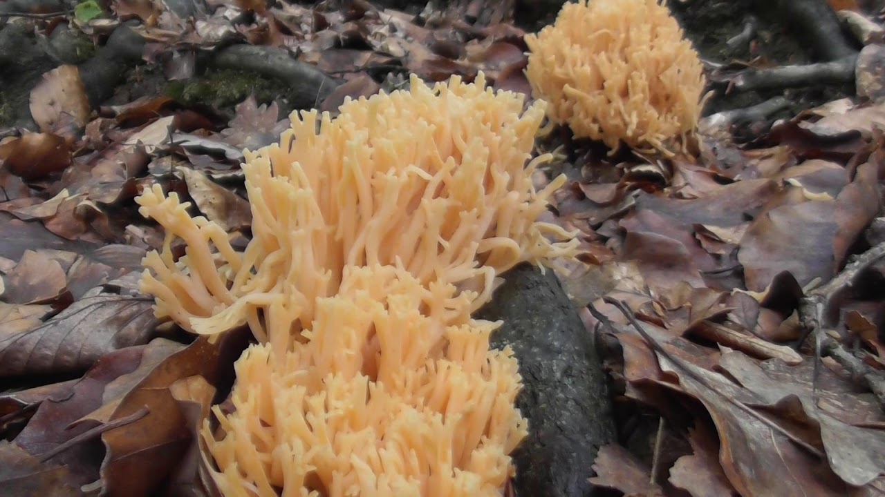 A group of coral mushrooms Ramaria. Several species of coral fungi Ramaria, are edible