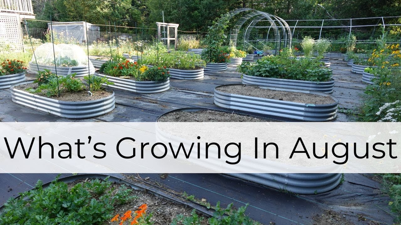 What's Growing in August | Zone 5 Garden Update