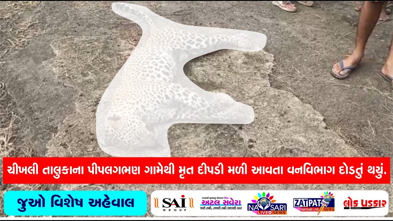 Navsari Live :-A dead Leapord was found from Piplagbhan village in Chikhali taluka.