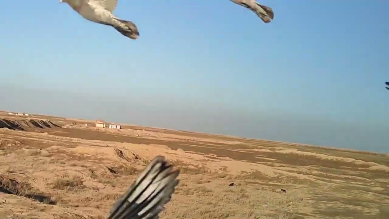 المخلف المتعور يصير يتبزر وليش يتعور #ابو_معتز 
