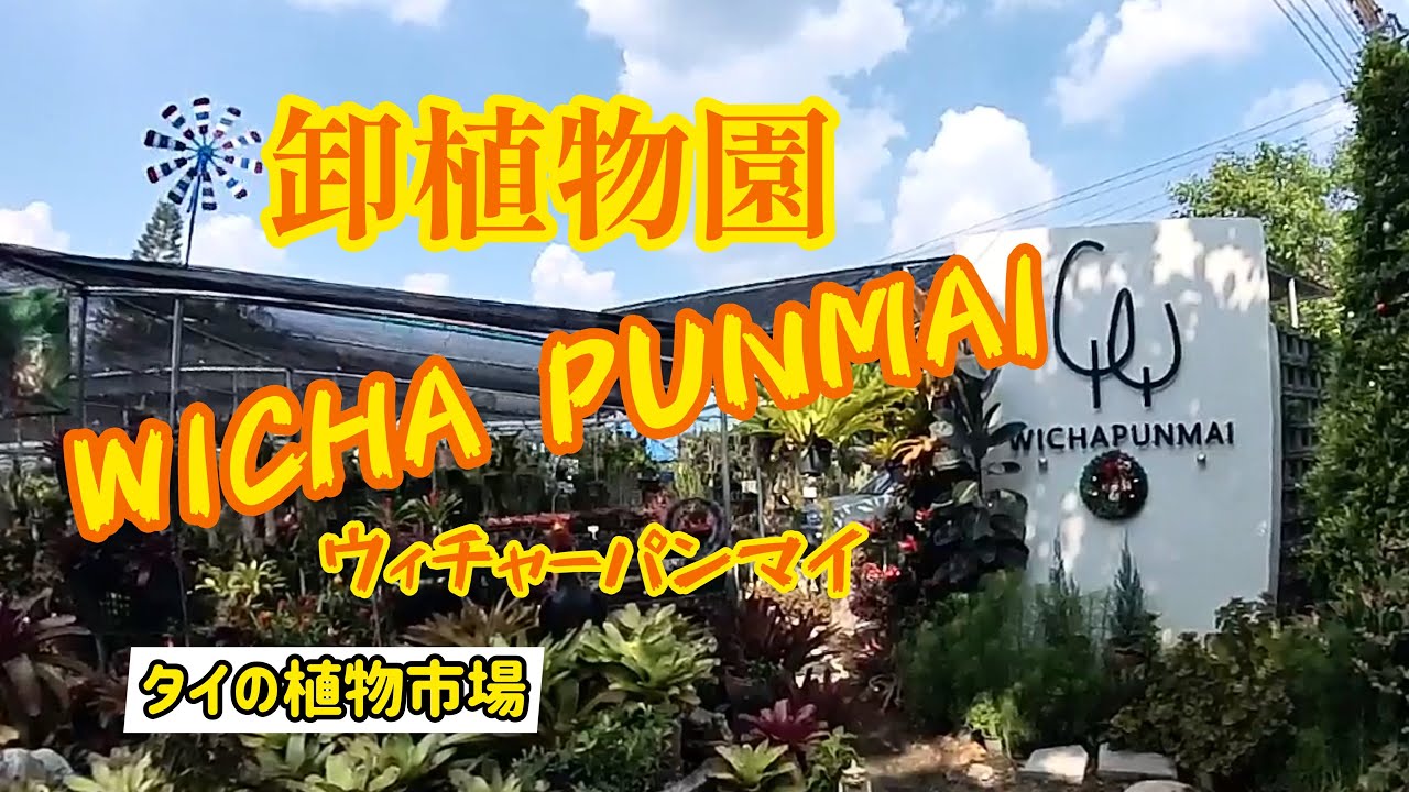 【タイの植物市場】卸植物園 “WICHA PUNMAI” ウィチャーパンマイ