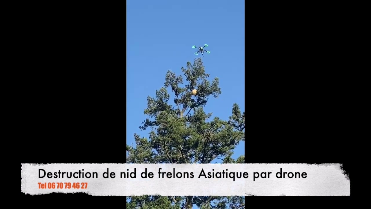Destruction nid de frelons Asiatiques par drone