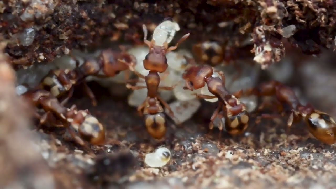 Fierce Gremlin Ant colony | Colobostruma sp from Australia
