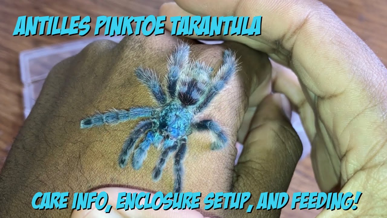 Antilles Pinktoe Tarantula Care, Enclosure Setup, And Feeding!