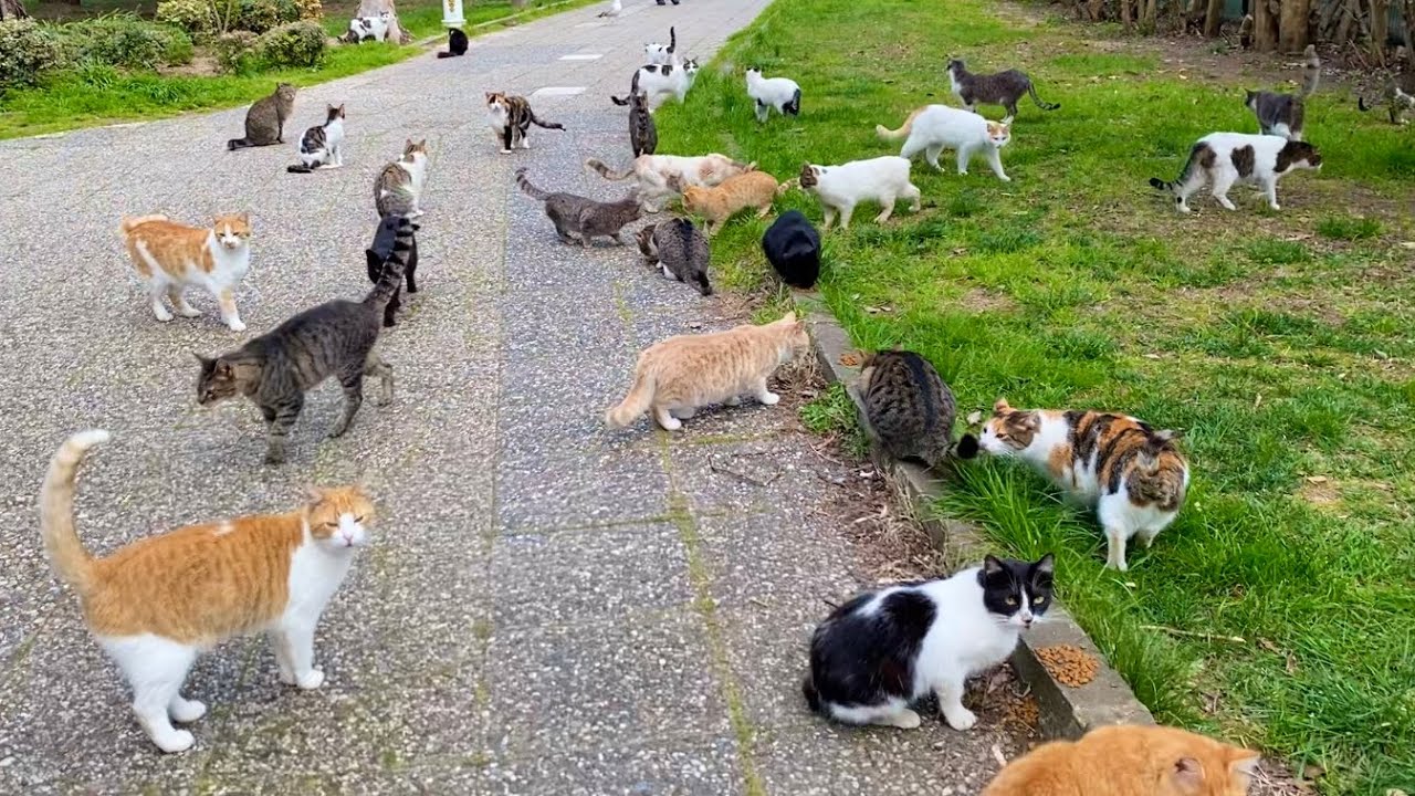 Hundreds of cats together. I've never seen so many cats.