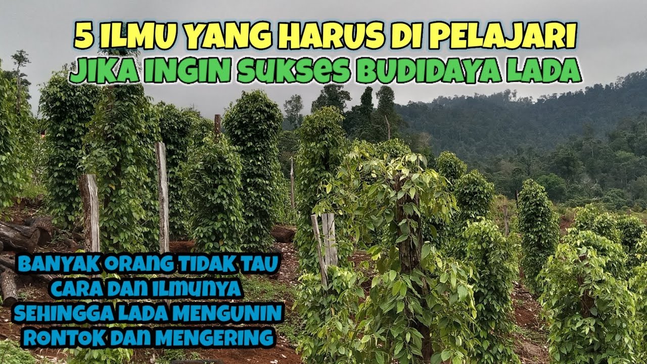 ADA 5 CARA JIKA INGIN SUKSES, MEM'BUDIDAYAKAN TANAMAN LADA.