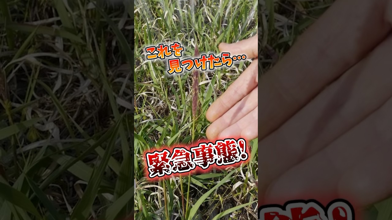 家庭菜園や農園の夏野菜栽培で畑に生えると危険なチガヤ！夏野菜の生育を阻害するチガヤの雑草対策と夏野菜の育て方！【農家直伝】#shorts