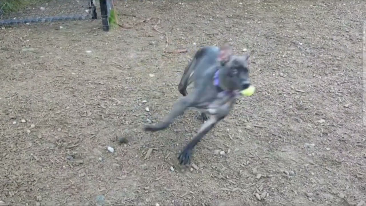 Riley Enjoying Time in the Play Yard!
