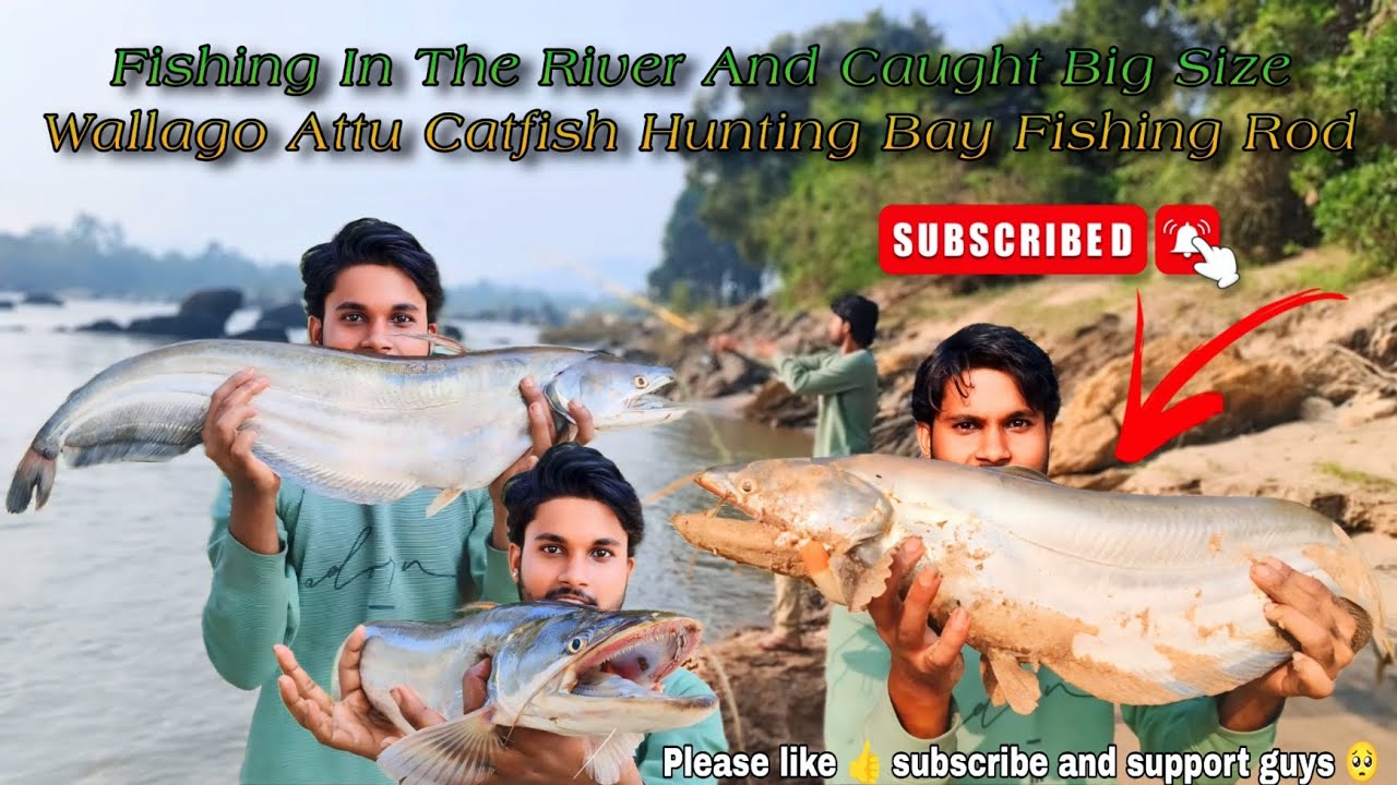 Fishing In The River And Caught Big Size Wallago Attu Catfish Hunting By Fishing Rod | Fishing Video