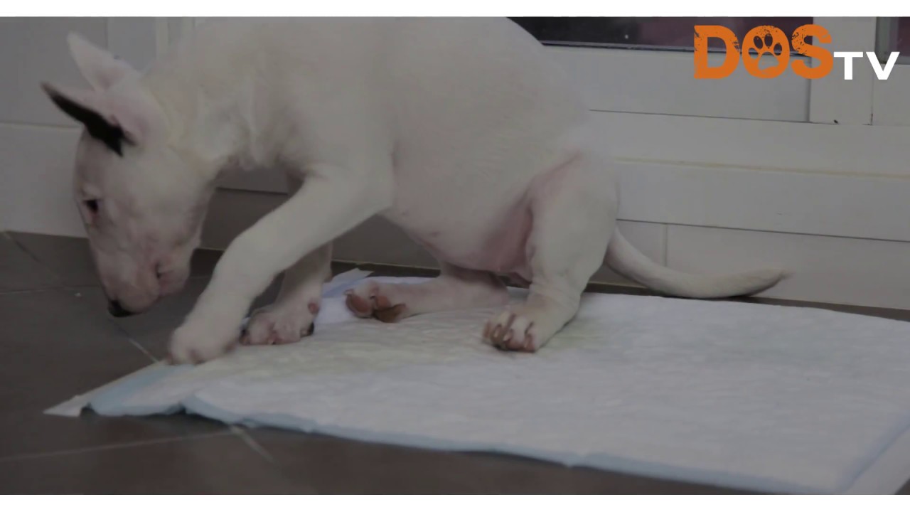 EDUCACIÓN DE CACHORROS (Primeros días en el nuevo hogar ♥️🏡🐶♥️)