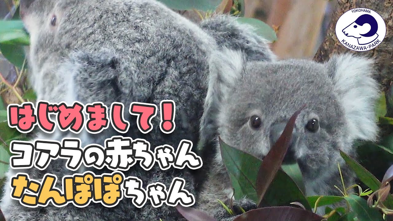 【金沢動物園】はじめまして！コアラの赤ちゃん♪たんぽぽちゃん[Kanazawa Zoo] Nice to meet you! Baby Koala, Tanpopo-chan