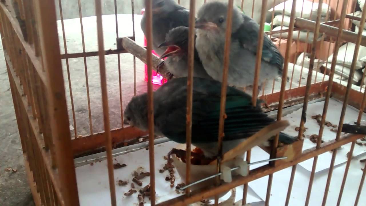 Ensinando os filhotes de sanhaços comerem sozinhos