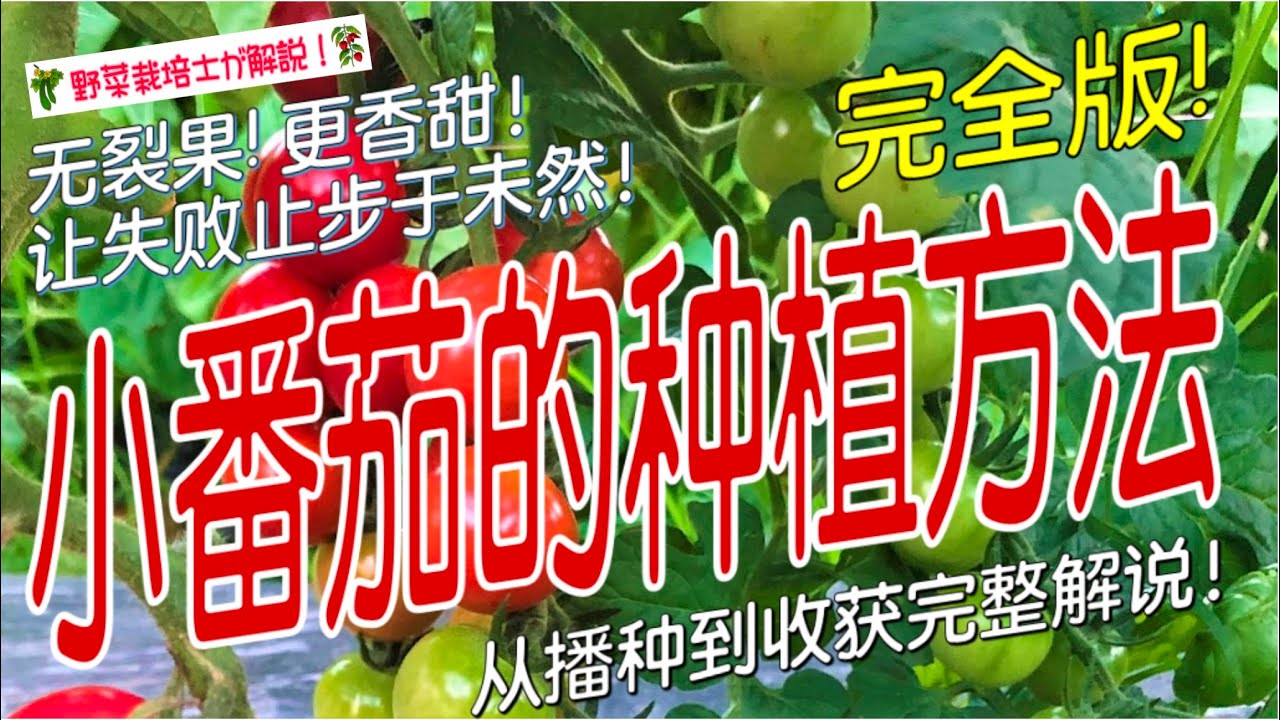 《小番茄的种植方法》 如何种出又甜又香的小番茄？从播种到收获的全流程技巧大公开！