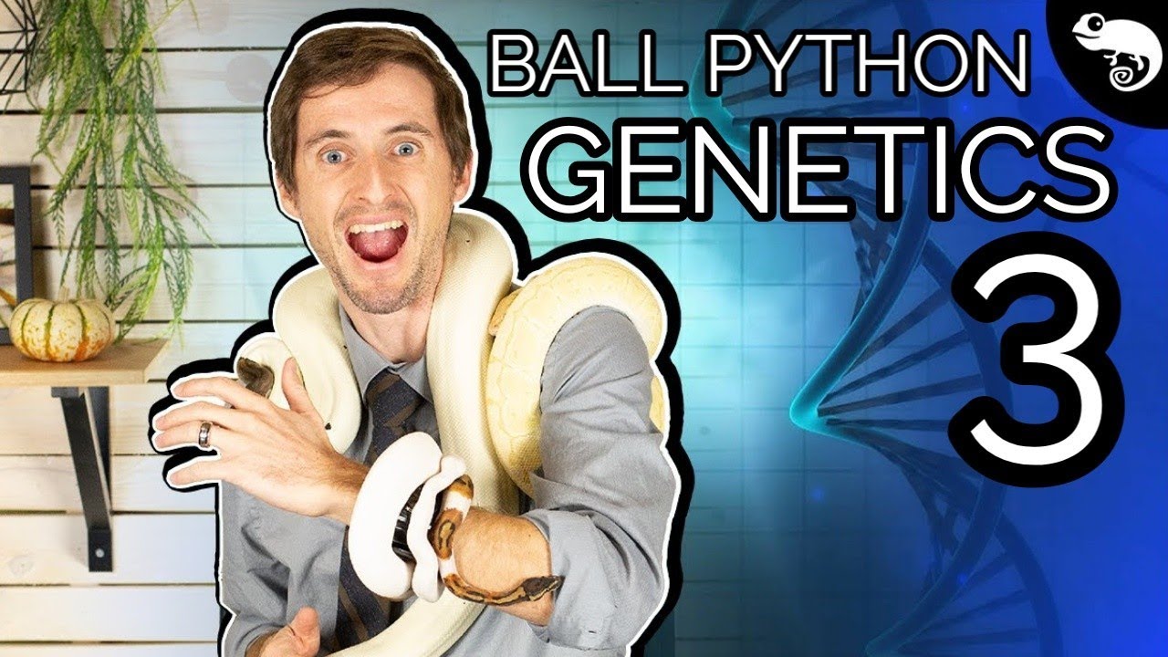Ball Python Genetics 3: Single Gene Crosses